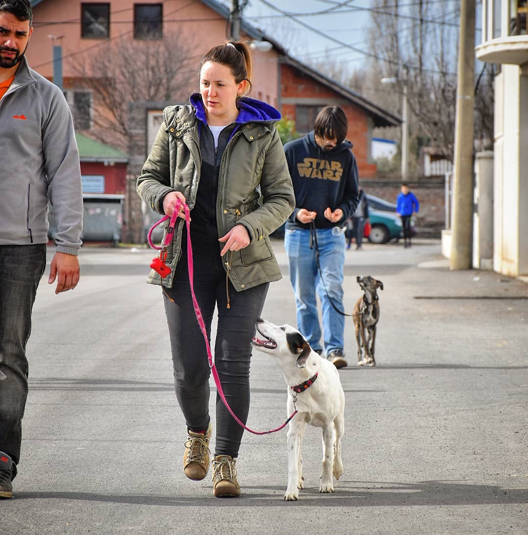 Devojka i pas vežbaju komandu pored