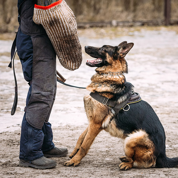 Nemački ovčar radi rukav na IGP treningu.