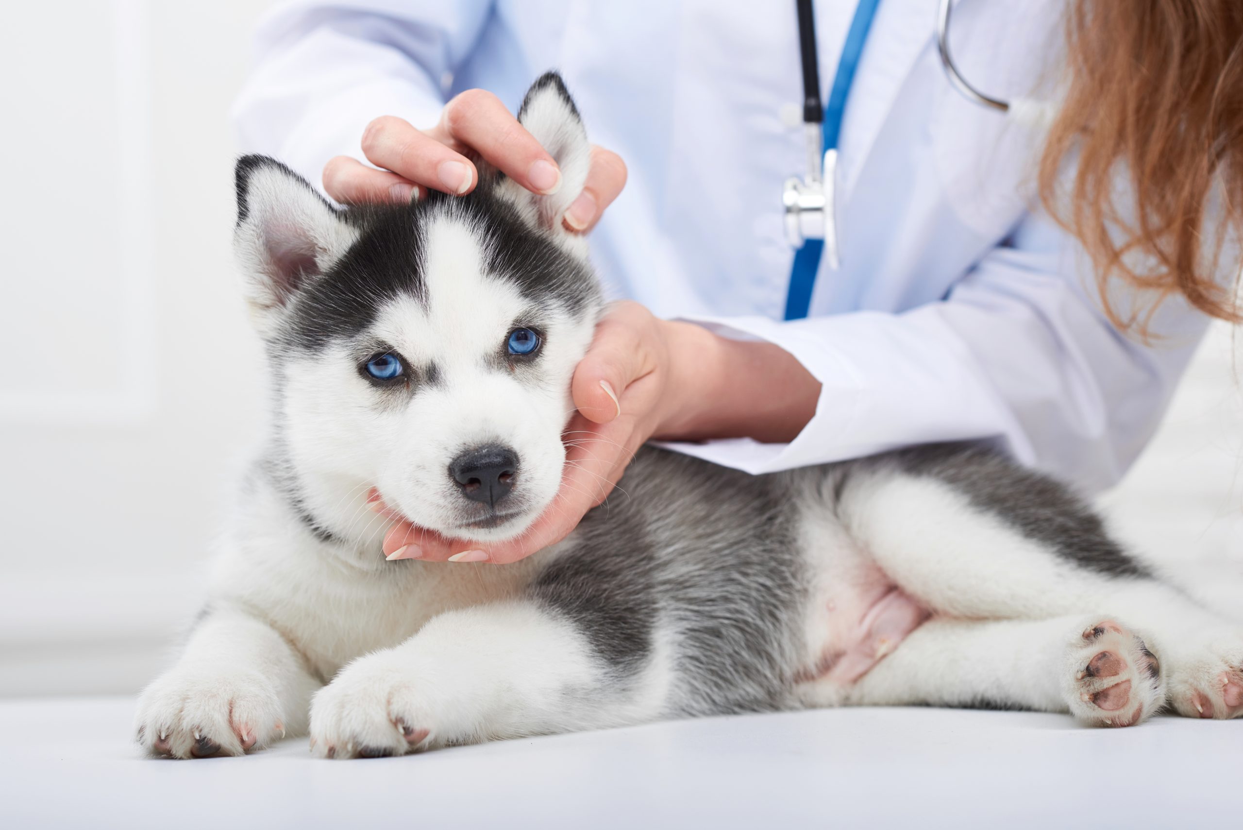 Štene haskija kod veterinara