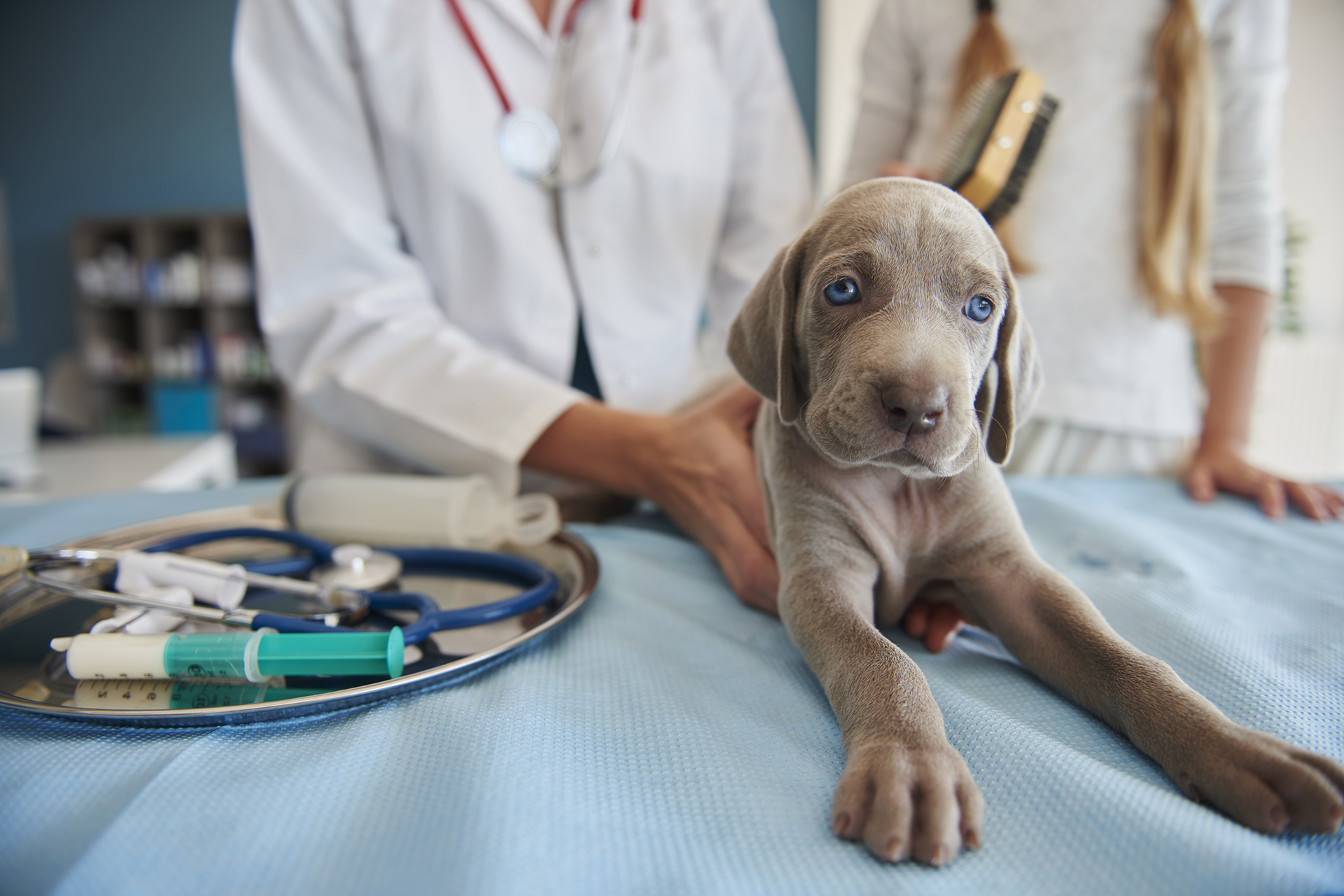 Štene kod veterinara