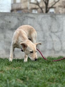 Rana socijalizacija štenaca – ključ stabilnog psa