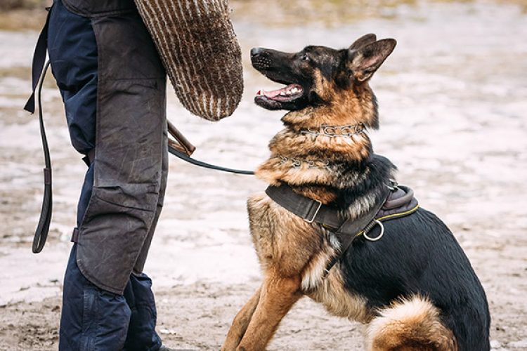 Nemački ovčar radi rukav na IGP treningu.